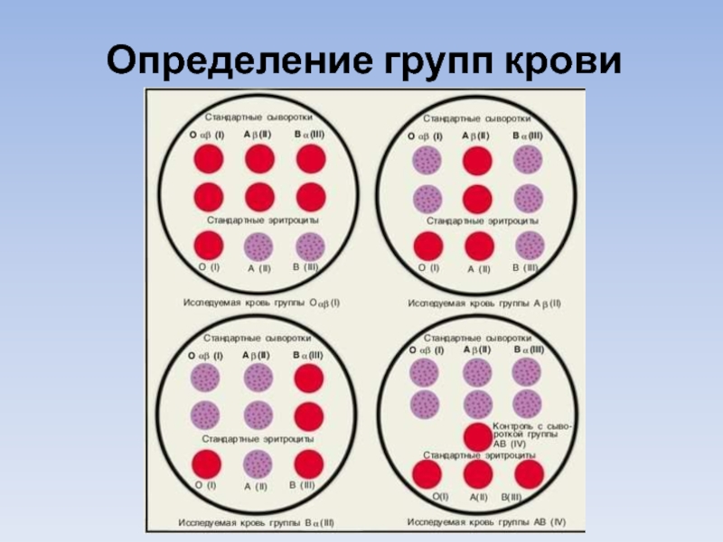Тест определяющий группу крови