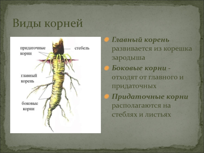 В корневой системе отсутствуют придаточные корни. Главный и придаточный корень. Главные боковые и придаточные корни. Боковые корни отходят от.