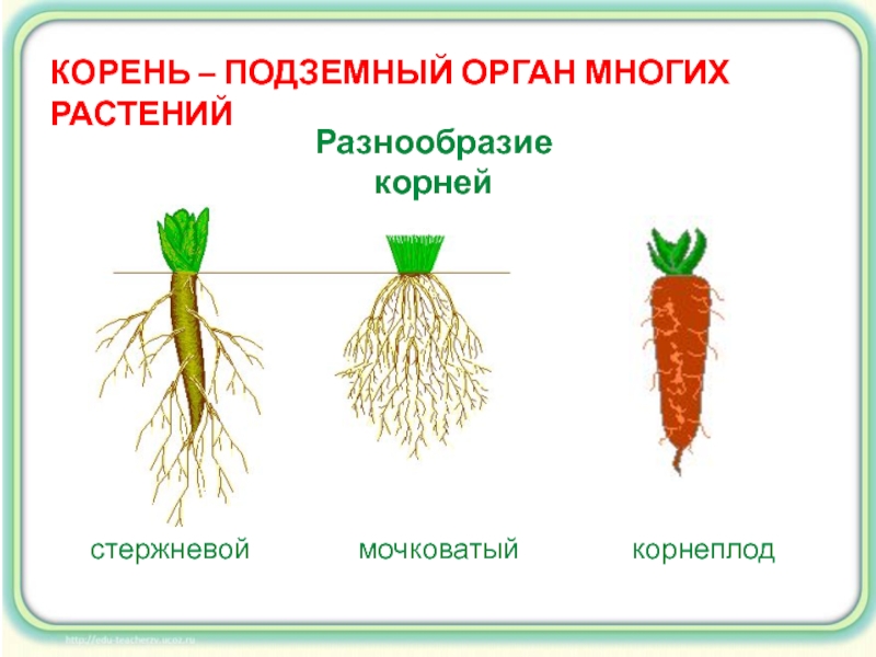 Корень это какой орган растения. Растения с стержневыми и мочковатыми корнями. Корни стержневые и мочковатые ,корнеплоды,. Стержневой и мочковатый корень. Стержневой корень или мочковатый.