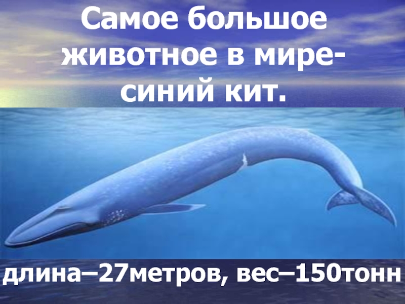 Вес синий. Синий кит ≈ 150 тонн. Синий кит самое большое животное в мире. Синий кит вес. Самый большой синий кит вес.