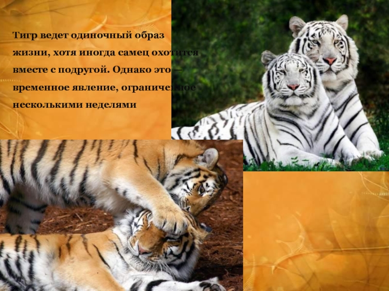 Велотигр. Животные которые ведут одиночный образ жизни. Животные ведущие одиночный образ жизни. Здравствуйте Тигар. Тигр образ жизни дневной или ночной.
