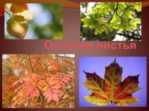 Осенние листья 1 класс