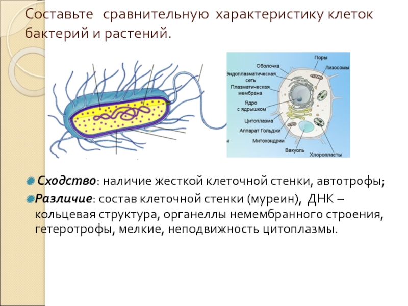 Сравнение клеток и бактерий. Строение бактериальной клетки сравнение. Клетка бактерии состоит из. Бактериальная клетка состоит из. Бактерия растения строение.