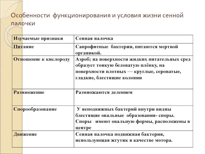 Сенная палочка рисунок