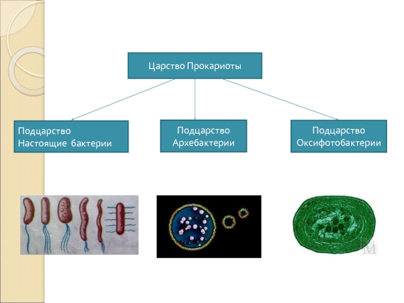Представители бактерий. Представители царства прокариот бактерии. Архебактерии настоящие бактерии и оксифотобактерии. Царство микроорганизмов прокариоты. Подцарство бактерии оксифотобактерии.