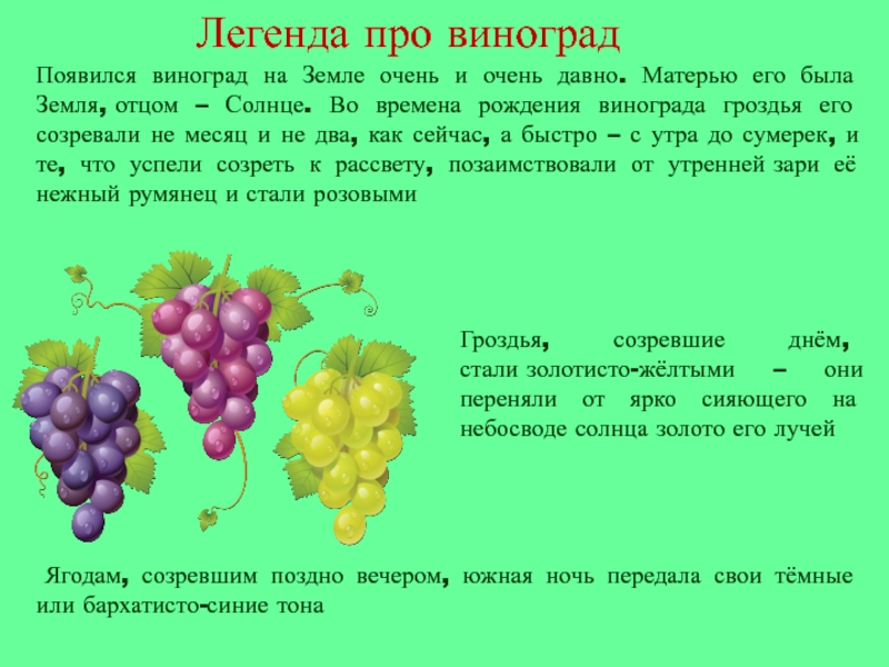 Какого витамина больше всего в винограде. Сведения о винограде. Презентация про виноград для детей. Интересные факты о винограде для детей. Сообщение о винограде.