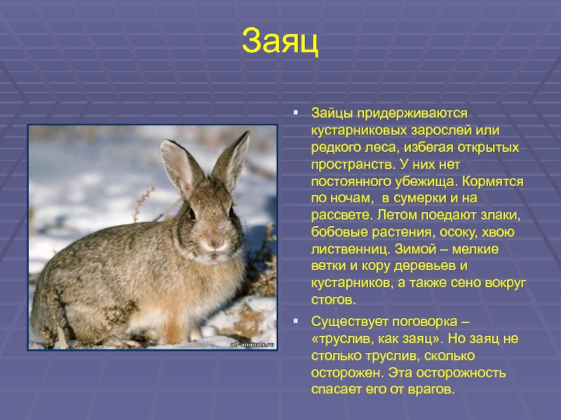 В какой природной зоне обитает заяц. Заяц. Информация о зайце. Описание зайца. Описание зайца для детей.