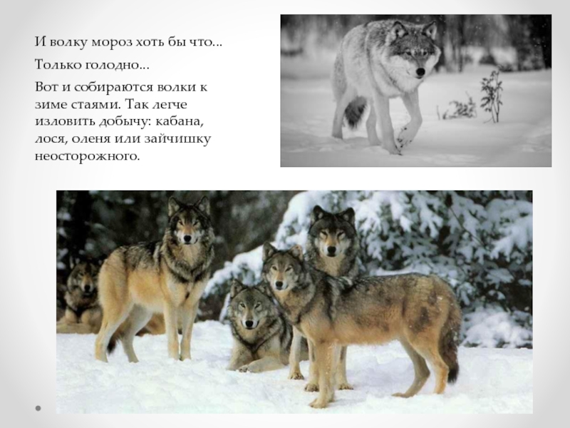 Волк мороз. Волк готовится к зиме. Как волк готовится к зиме. Как волк готовится к зиме для детей. Волк зимой и летом.