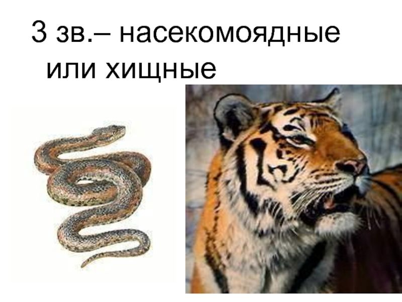 Хищные презентация 7 класс