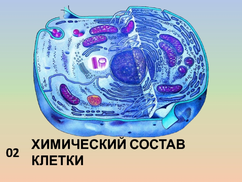 Цитоплазма клетки рисунок