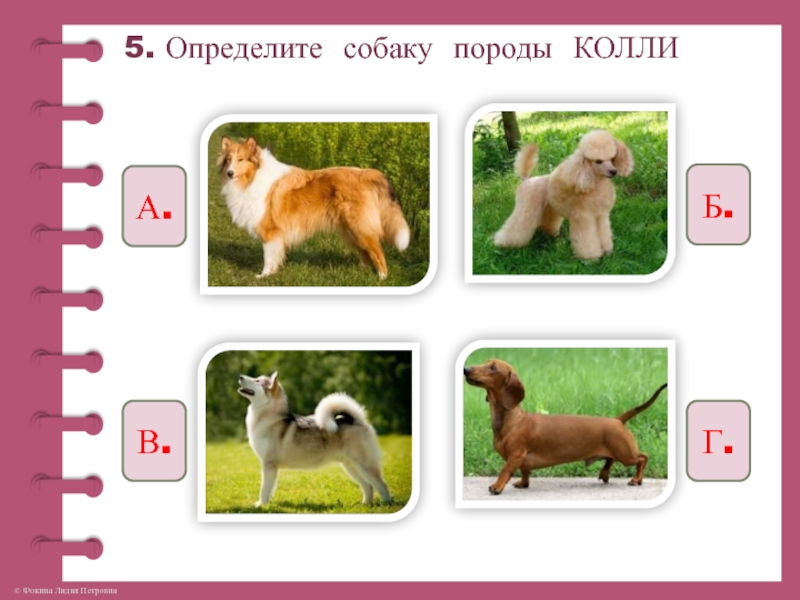 Отличить собаку. Определение породы собаки. Определи породу собаки. Распознать собаку. Определение собаки по фото.
