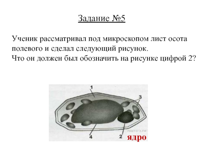 Ученик рассматривал под микроскопом лист растения и сделал следующий рисунок что