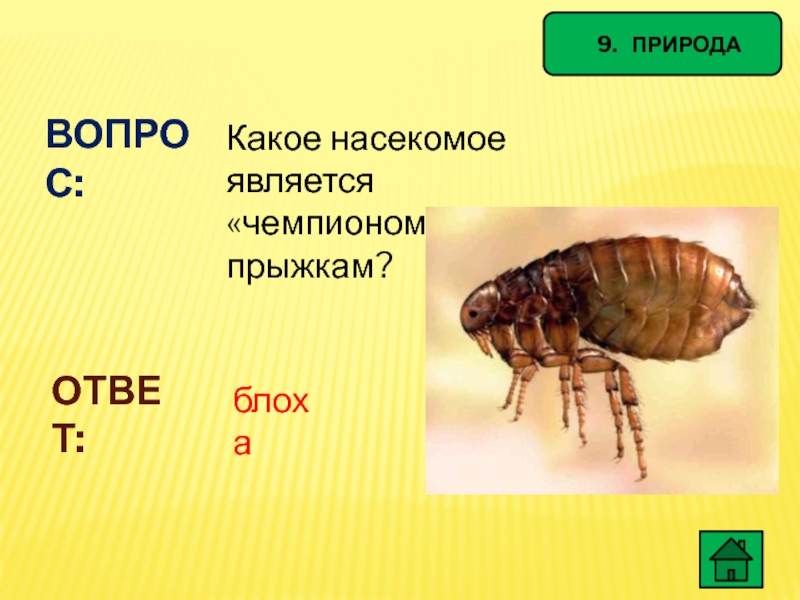 9.  ПРИРОДАВОПРОС:Какое насекомое является «чемпионом» по прыжкам?ОТВЕТ: блоха