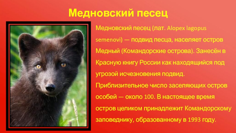 Реферат Животные Красной Книги России