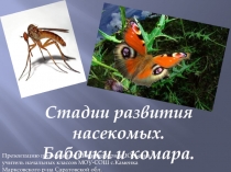 Стадии развития насекомых. Бабочки и комара