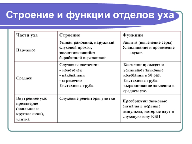 Строение слухового анализатора презентация 8 класс