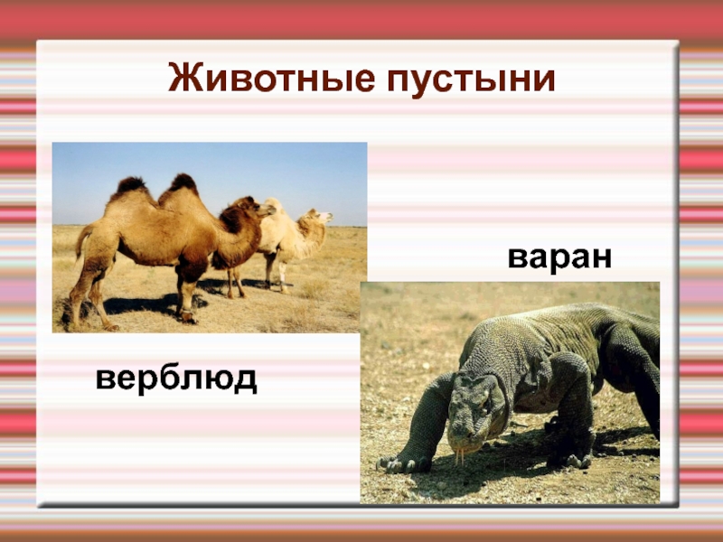 Тесты зона пустыни 4 класс. Обитатели пустыни животные. Животные пустыни 4 класс окружающий. Животные пустыни России. Звери пустыни 4 класс.