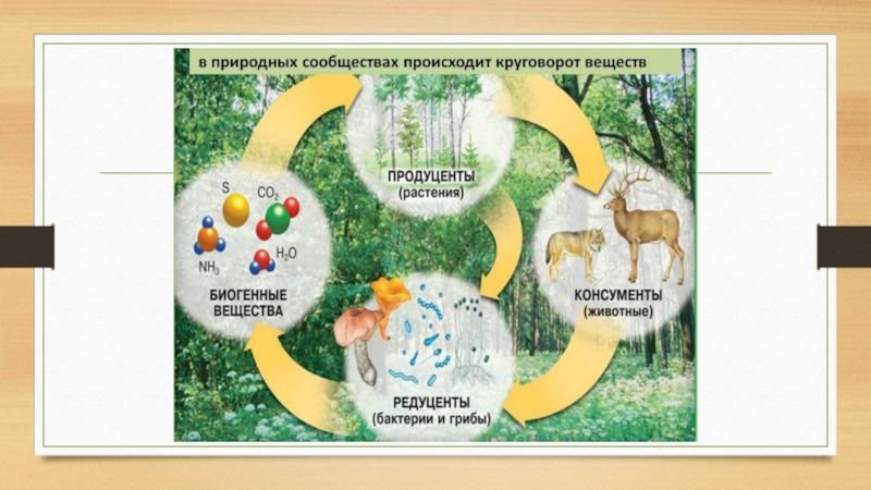 Экосистема организация природы компоненты экосистем