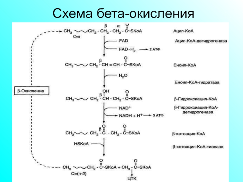 Нарушение бета окисления жирных кислот клинические рекомендации. Схема бета окисления жирных кислот. Коферменты бета окисления жирных кислот. Окисление жирных кислот биохимия. Схема b окисления жирных кислот.