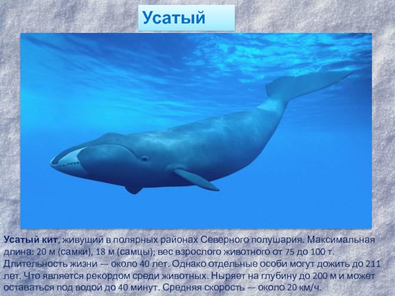 Где живет кит русский язык 1 класс. Усатый кит длина. Вес взрослого Усатого кита. Проект на тему Усатый кит. Какие китообразные живут на крайнем севере.