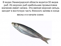 Рыбы Ленинградской области 4 класс