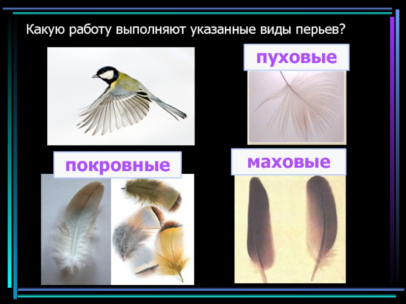 У птиц различают перья. Виды перьев. Разновидности перьев птиц. Типы перьев у птиц. Перья птиц с названиями.