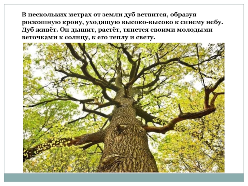 Прочитай дубы дуб круг. Дуб на участке. Почва под дубом. Читать про дуб. Старейший дуб Чувашии.