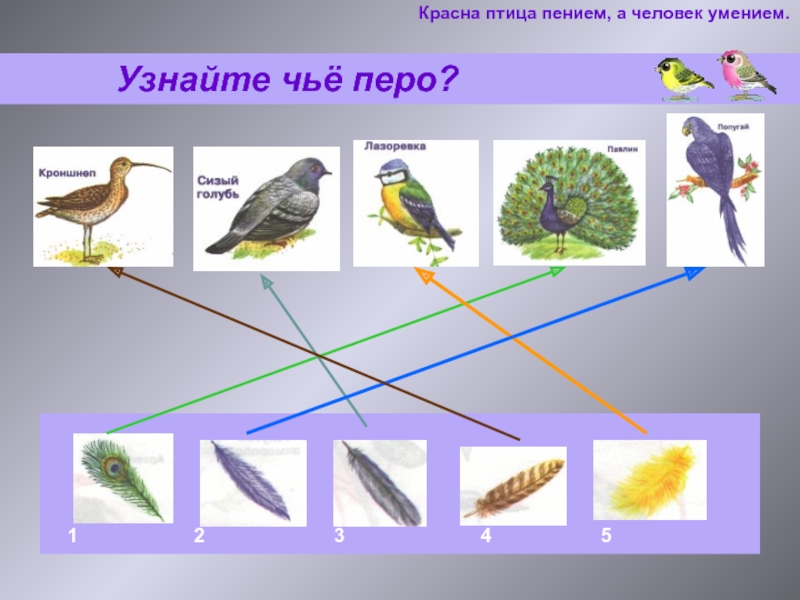 Звуки определенных птиц. Чье перо. Чьи перья у птиц. Картина перья перелетных птиц для детей. Определение птиц по перьям.