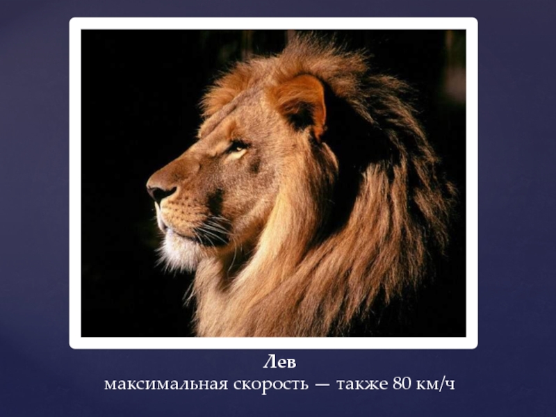 Лев максимальный размер. Максимальная скорость Льва. Все вы львы максимум по гороскопу.