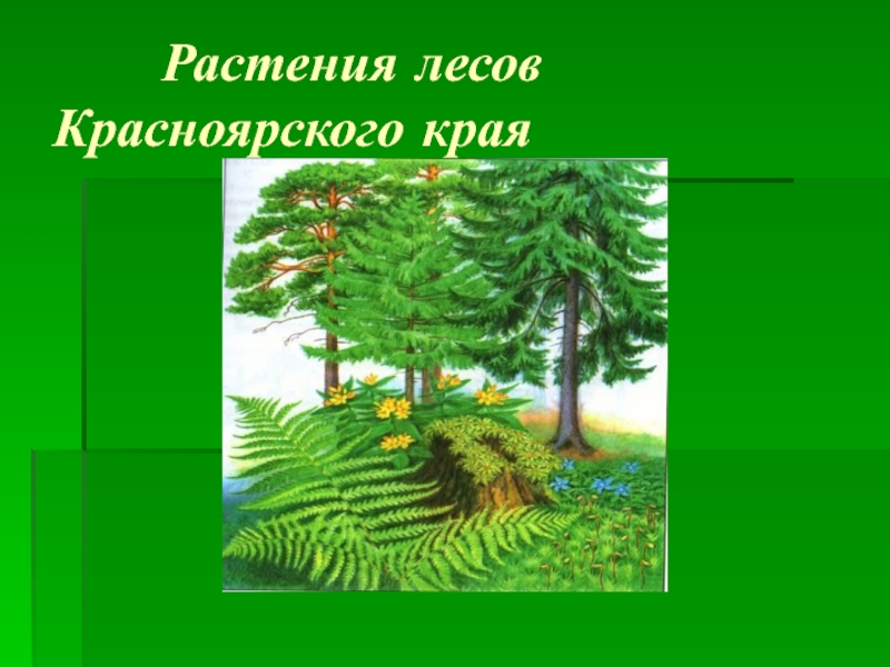 Растения красноярского края. Растительность Красноярского края. Растения лесов Красноярского края. Растения Красноярского края презентация.