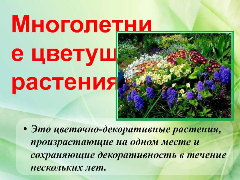 Качества растений. Многолетние цветковые растения. Презентация многолетние цветы. Многолетние растения презентация. Декоративные цветковые растения.