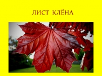 ЛИСТ  КЛЁНА