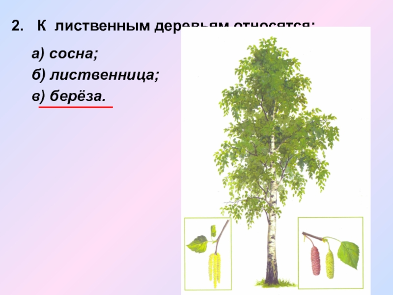 Лиственные деревья 2 класс. Викторина лиственные деревья. Какие деревья относятся к лиственным. К широколиственным деревьям относятся. Какое дерево не относится к лиственным.