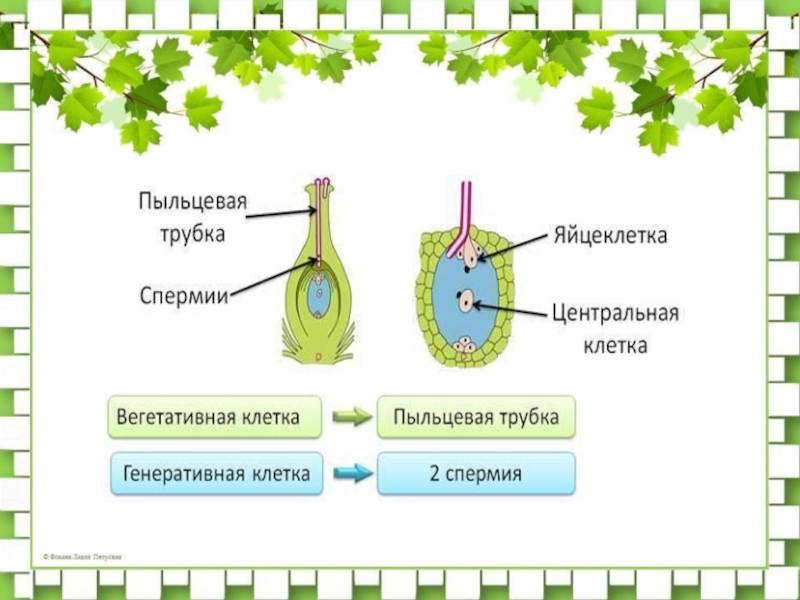 Вегетативная и генеративная клетка образуется
