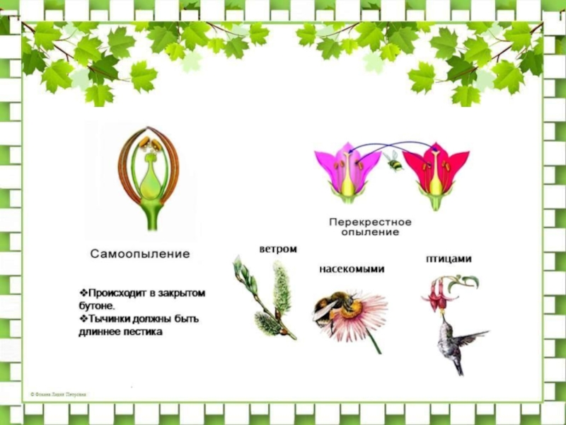 Схема самоопыления хвойные. Схема опыления покрытосеменных растений. Схема опыления цветковых растений. Самоопыление и перекрестное опыление. Опыление растений насекомыми схема.