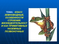 Класс Земноводные, особенности строения, жизнедеятельности как примитивных наземных животных 7 класс