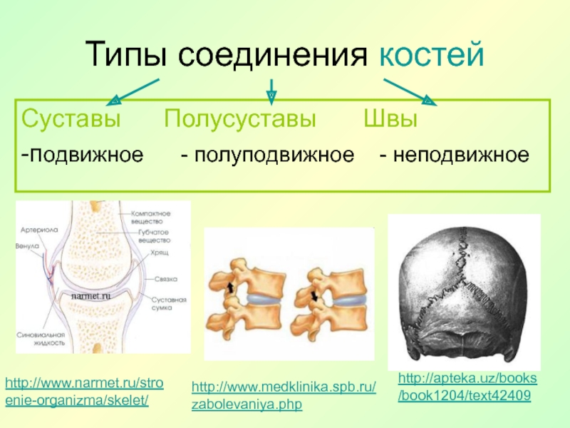 Состав соединения костей