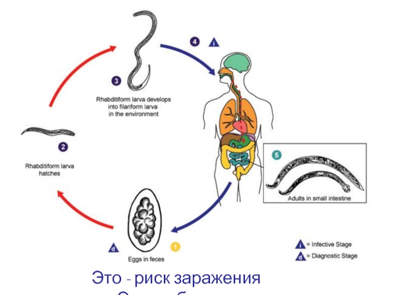 Жизненный цикл аскариды схема. Круглые черви жизненный цикл аскариды. ЖЦ власоглава. Циклы развития аскариды и острицы. Цикл развития аскариды человеческой схема.
