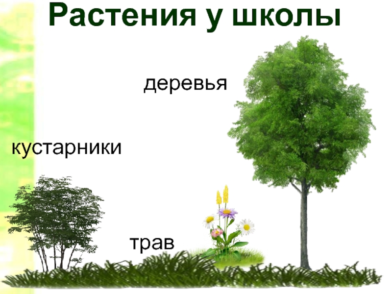 Дерево кустарник травянистое растение нарисовать