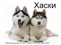 Хаски 2 класс