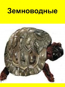 Земноводные