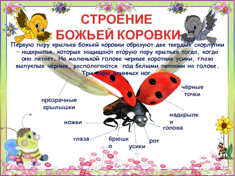 Какой тип развития характерен для божьей коровки пятиточечной изображенной на рисунке