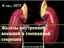 Железы внутренней ,  внешней и смешанной секреции 8 класс