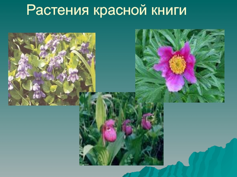 Красная книга татарстана растения фото и описание