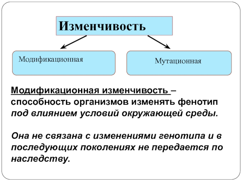 Презентация модификационная изменчивость 10 класс биология