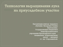 Технология выращивания лука на приусадебном участке