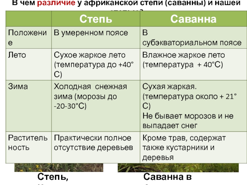 Описание степи 8 класс по плану