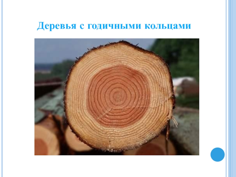 Годичные кольца. Образование годичных колец. Годичные кольца ЕГЭ. Как образуются годичные кольца.