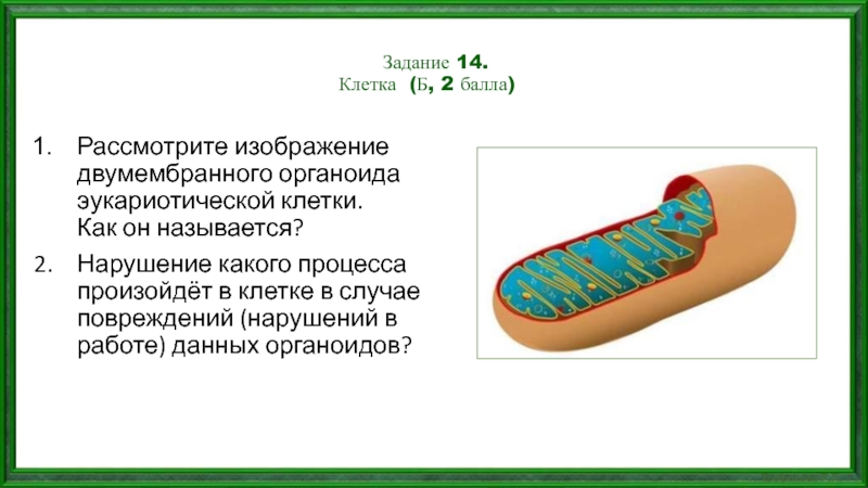 Рассмотрите изображение органоида эукариотической клетки