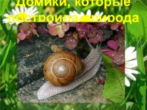 Домики, которые построила природа 3 класс